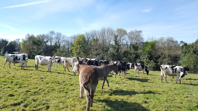 Nuestros burros vigías, cuidando de las vacas de Xanceda