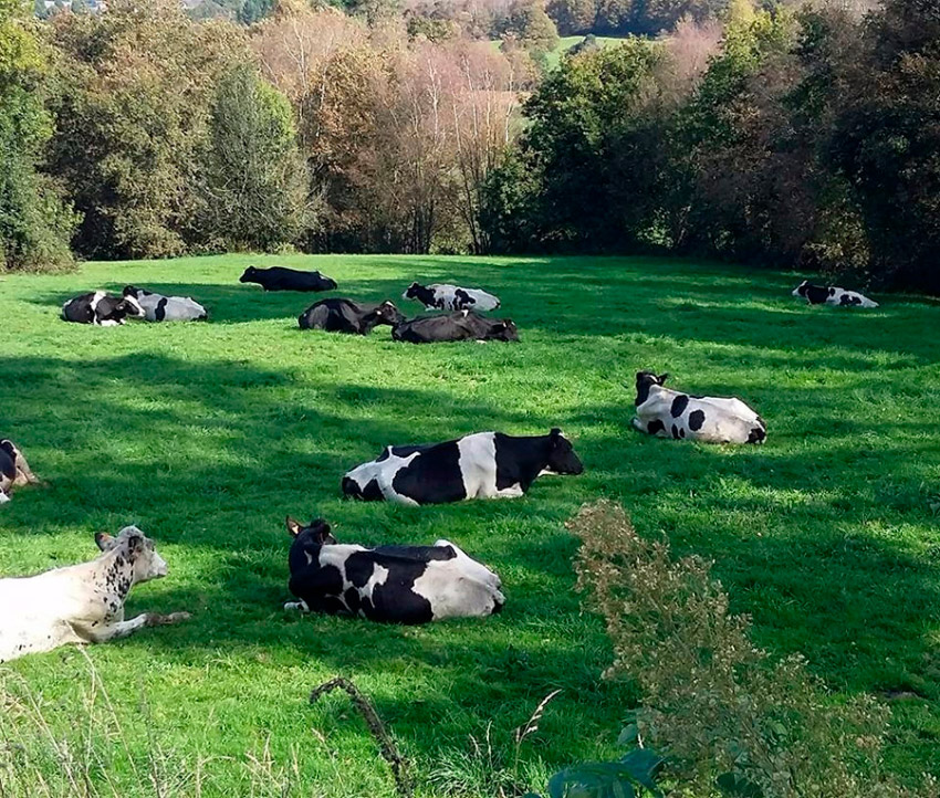 Nuestras vacas, que pastan y viven en total libertad, lo que redunda en unos productos más sanos para el consumidor