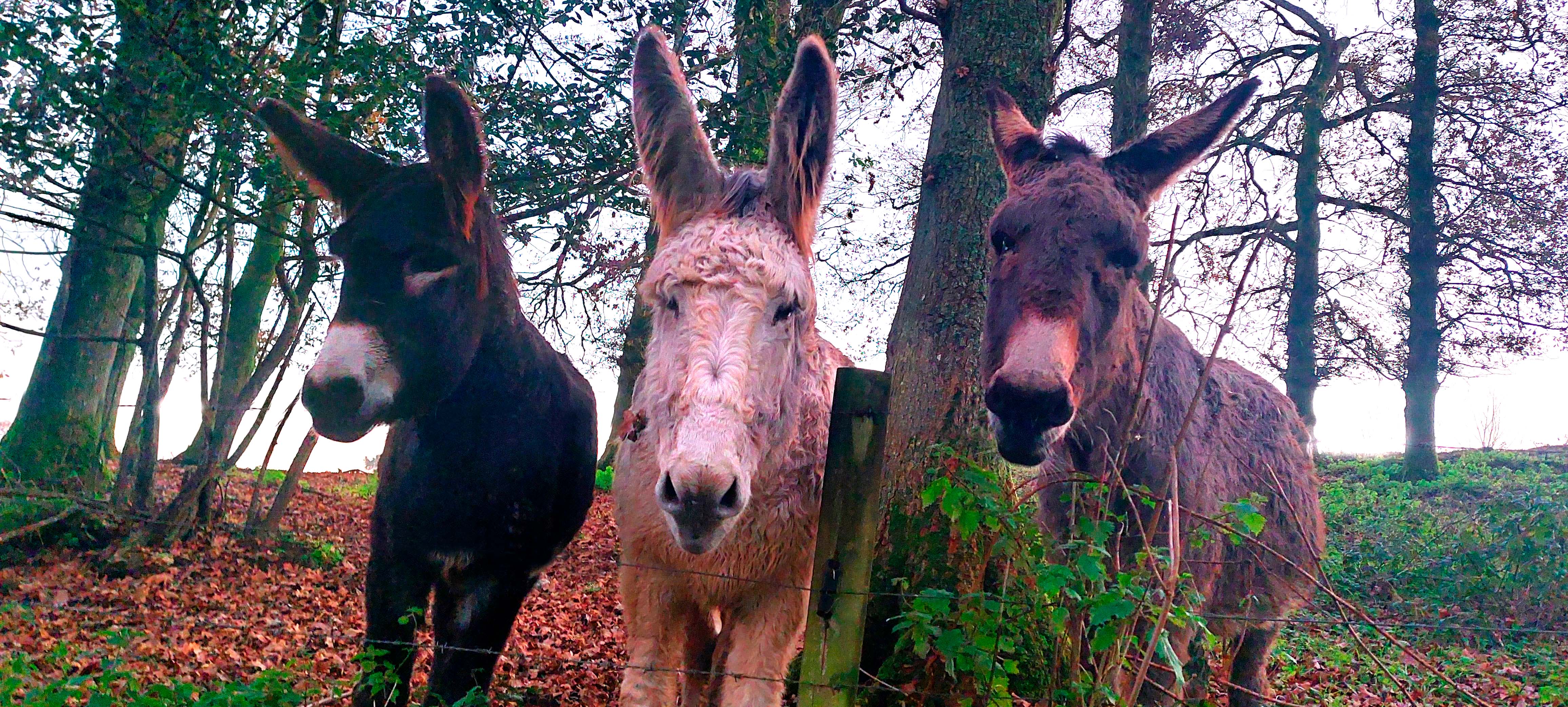 Nuestros burros guardavacas Valentina y Junior