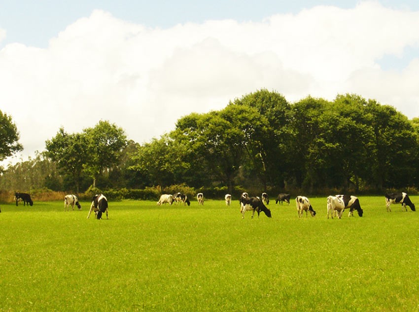 Nuestras vacas paciendo en nuestros inmensos prados. ¡Así nuestros productos lácteos ecológicos están taaaaan buenos!