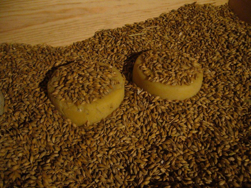 Nuestro queso ecológico descansa tres semanas en cebada, ganándose así su sobrenombre de queso del peregrino