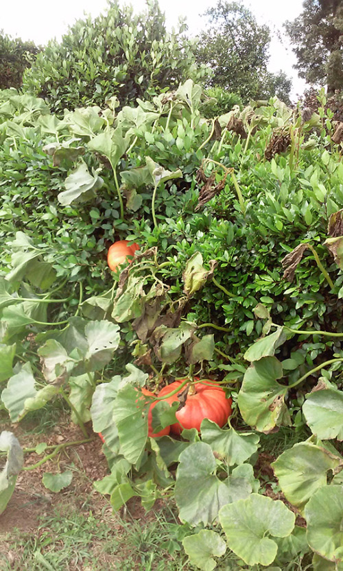 En nuestra granja ecológica cultivamos todo tipo de productos sin aditivos