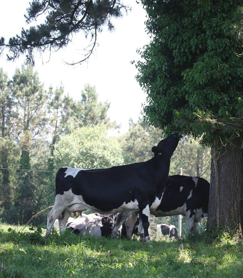 Nuestras vacas se alimentan de hierba autóctona y viven en libertad, cumpliendo estrictamente la normativa europea para productos ecológicos
