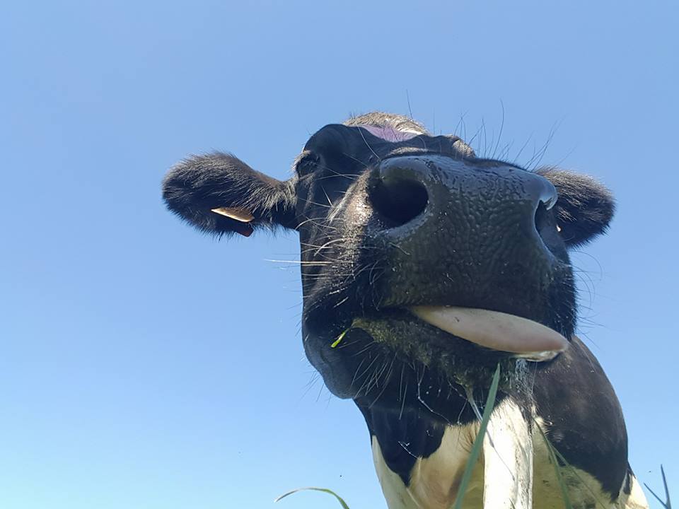 Una de nuestras vaquiñas, relamiéndose con nuestros quesos ecológicos