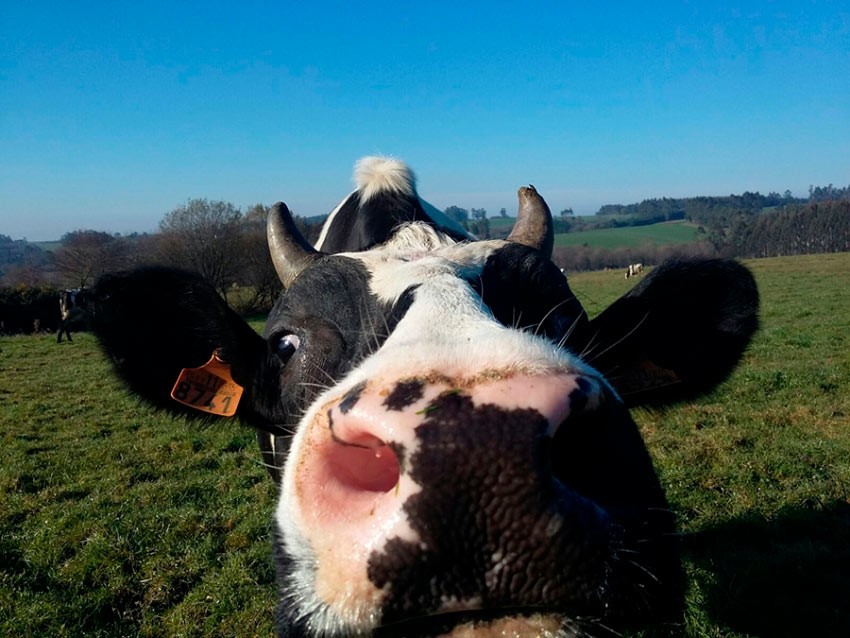 ¡Hasta nuestras vacas están impacientes por saber más!