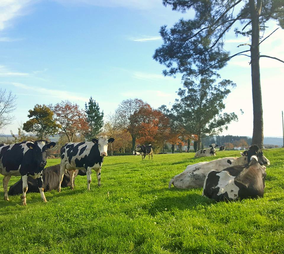 El bienestar animal en plenitud; nuestras vacas disfrutando del aire libre