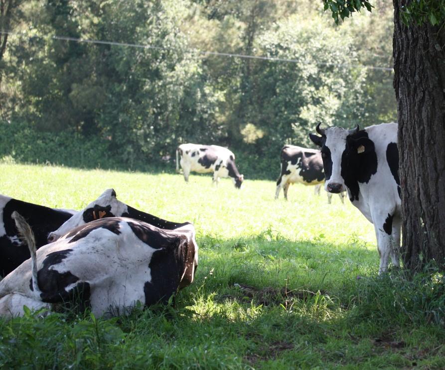 Nuestras vacas, disfrutando del sol y el aire limpio de Xanceda