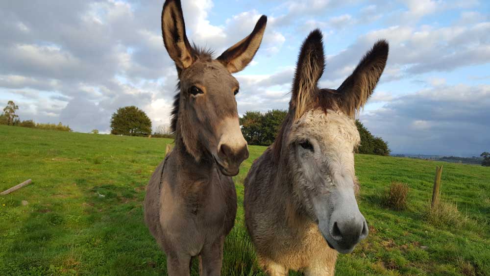 Nuestros burros guardavacas Valentina y Junior