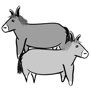 Burros