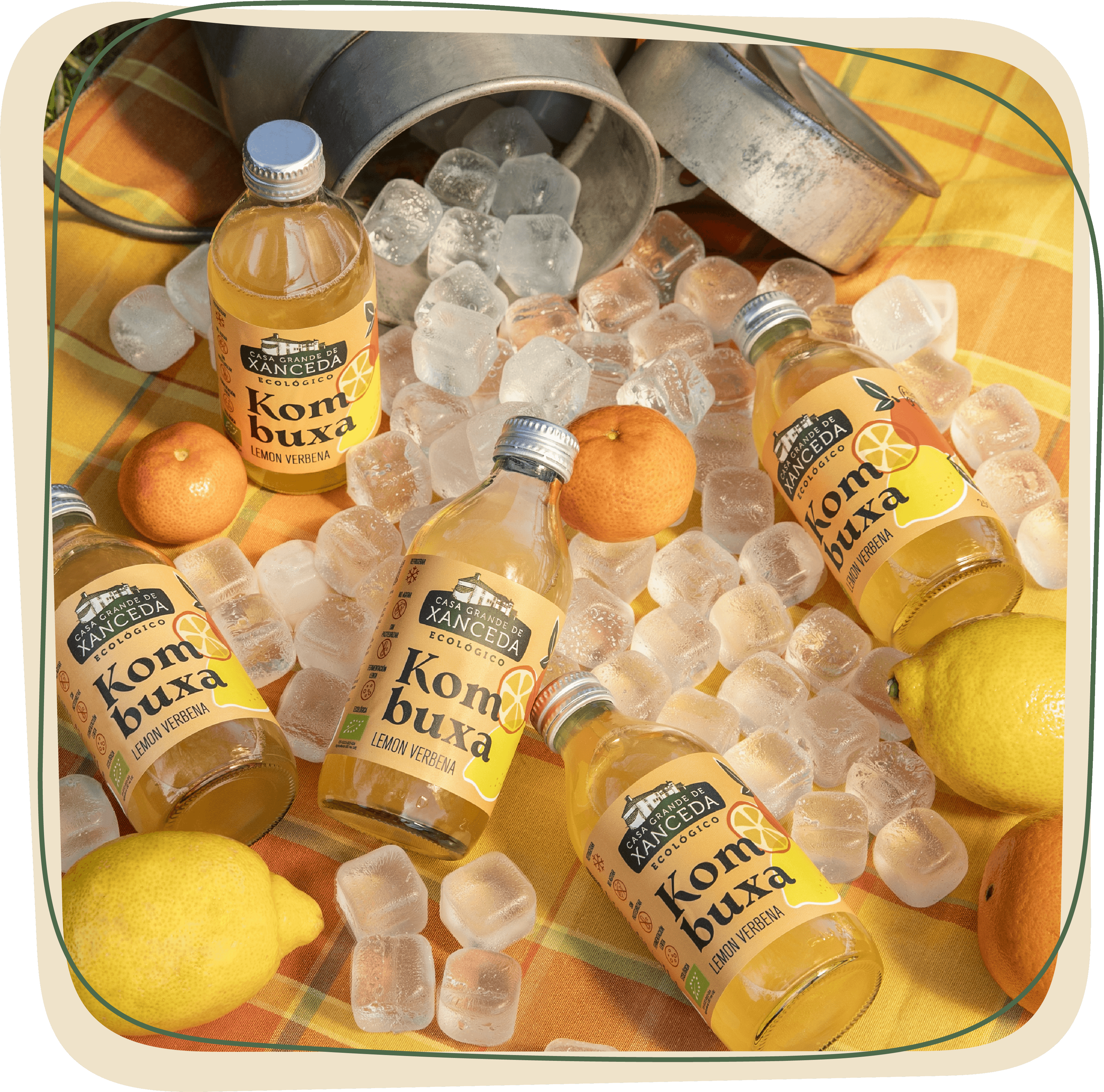 Que é a kombucha?