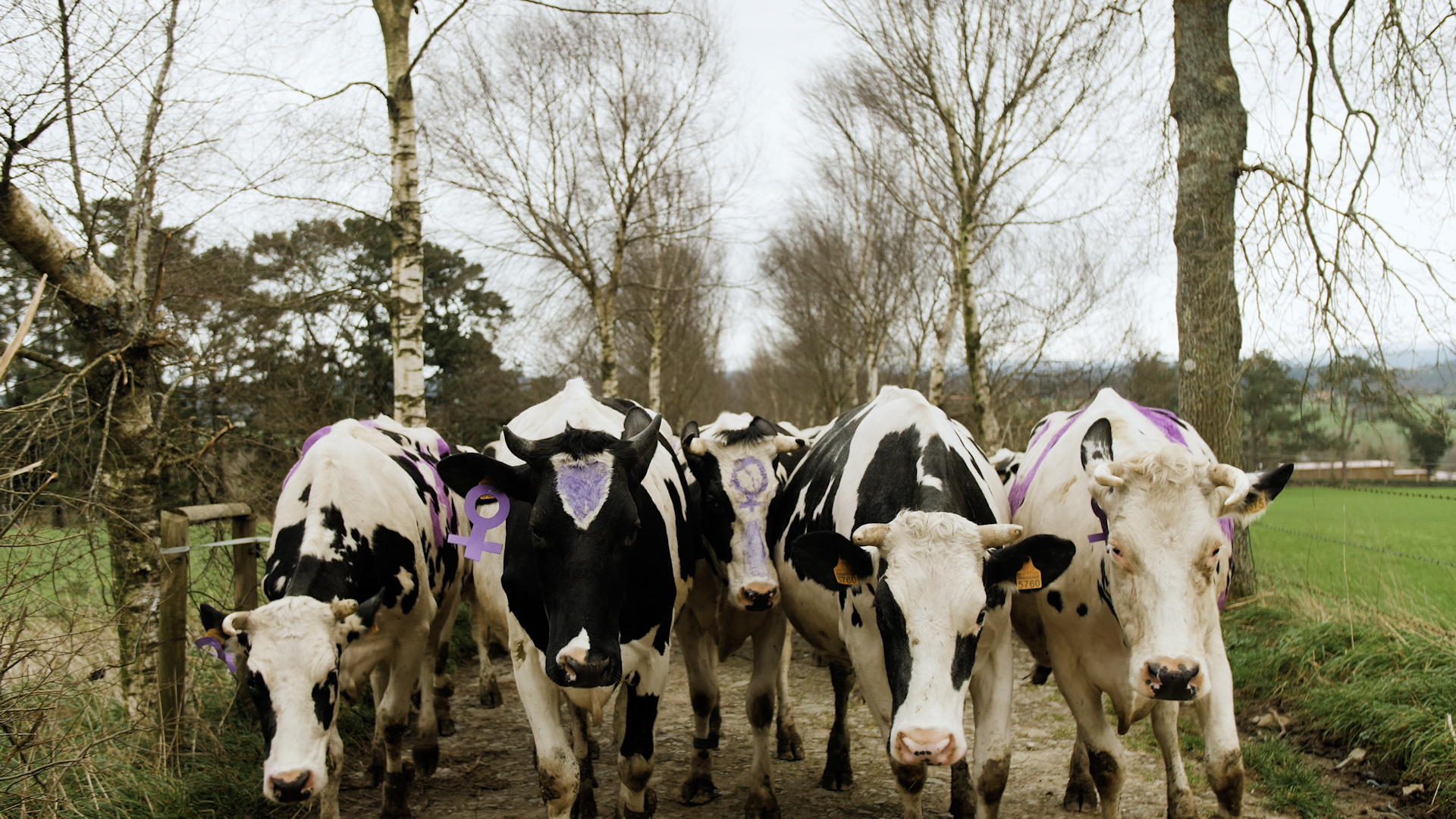 Nuestras vacas se manifiestan por todas las muUujeres