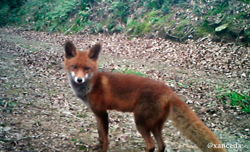Un zorrito pasea feliz en un camino de nuestra granja