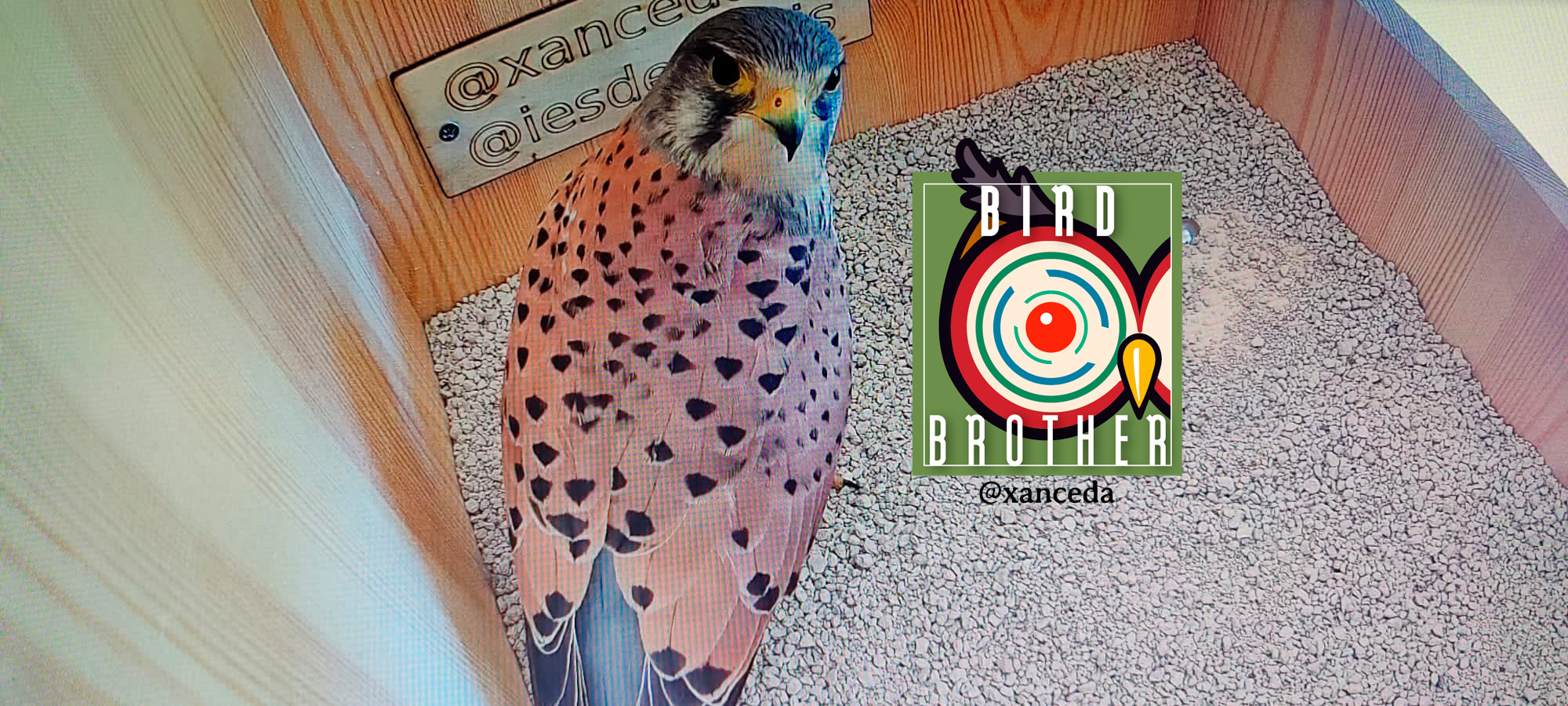 Bird Brother: la vida en directo de nuestros cernícalos