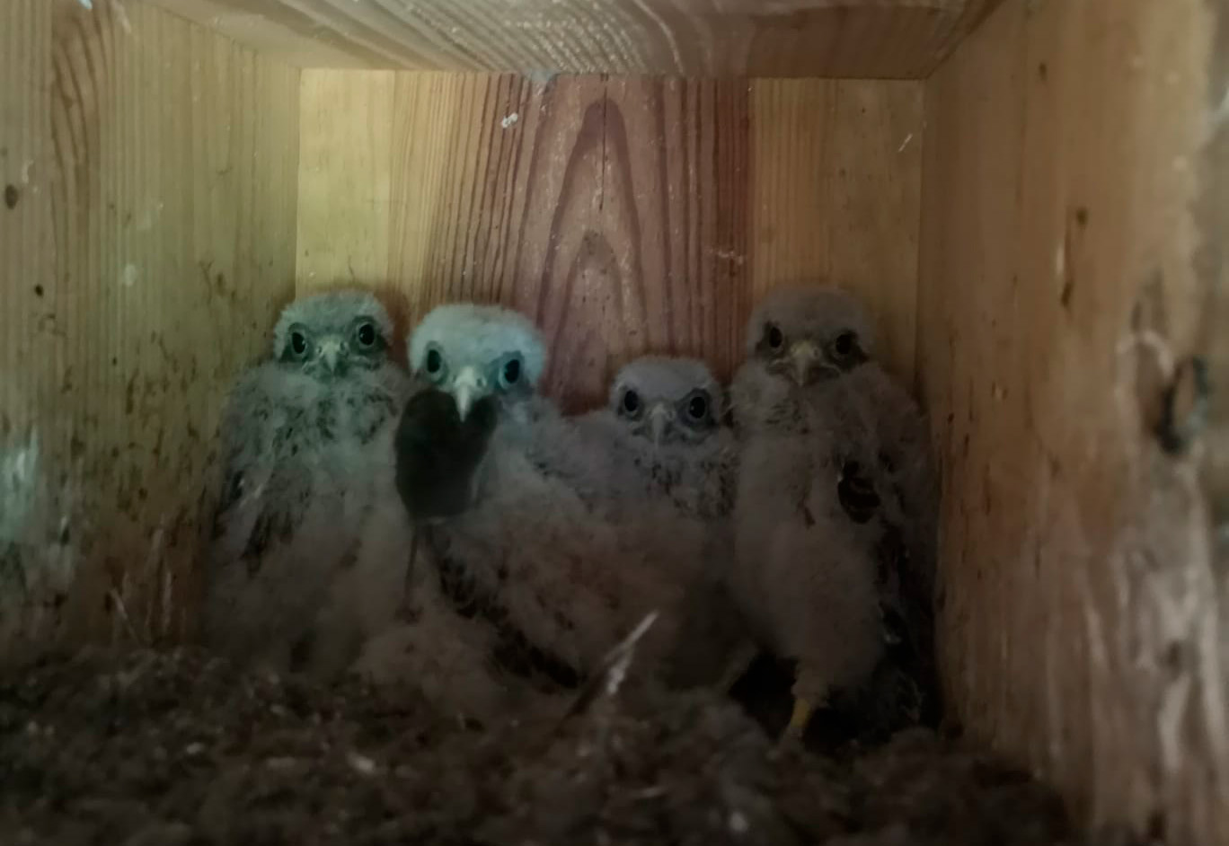 Hoteles de ensueño para pájaros