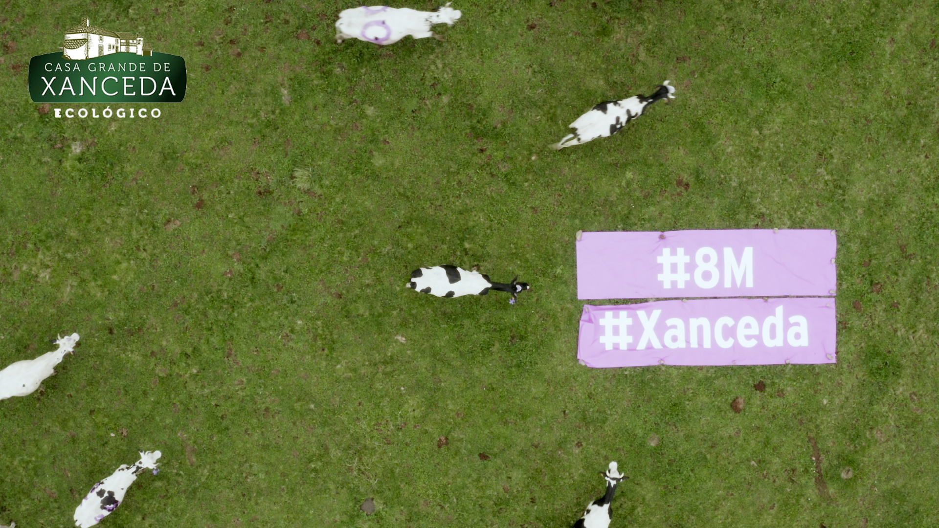 Como se hizo la manifestación de vacas