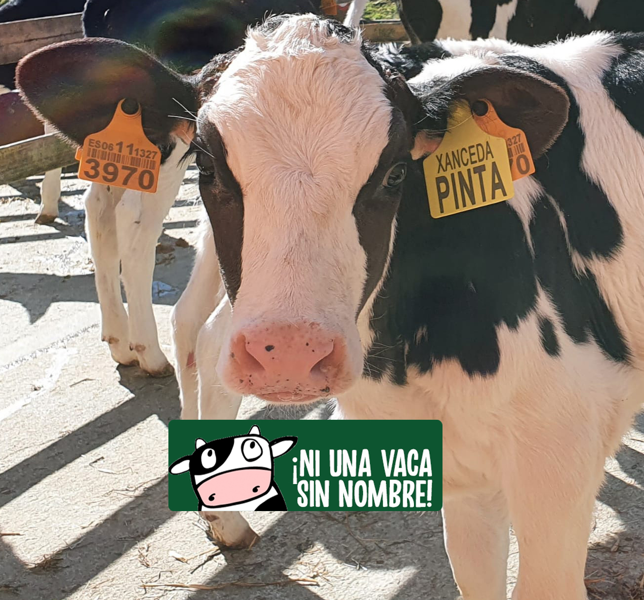 ¡Ni una vaca sin nombre!