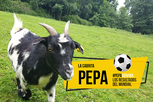 La cabrita Pepa predice los resultados del Mundial de Fútbol