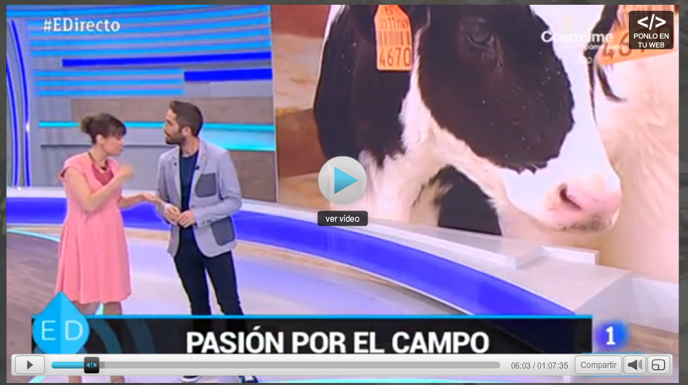 Los terneritos estrellas de España Directo, por un día ;)