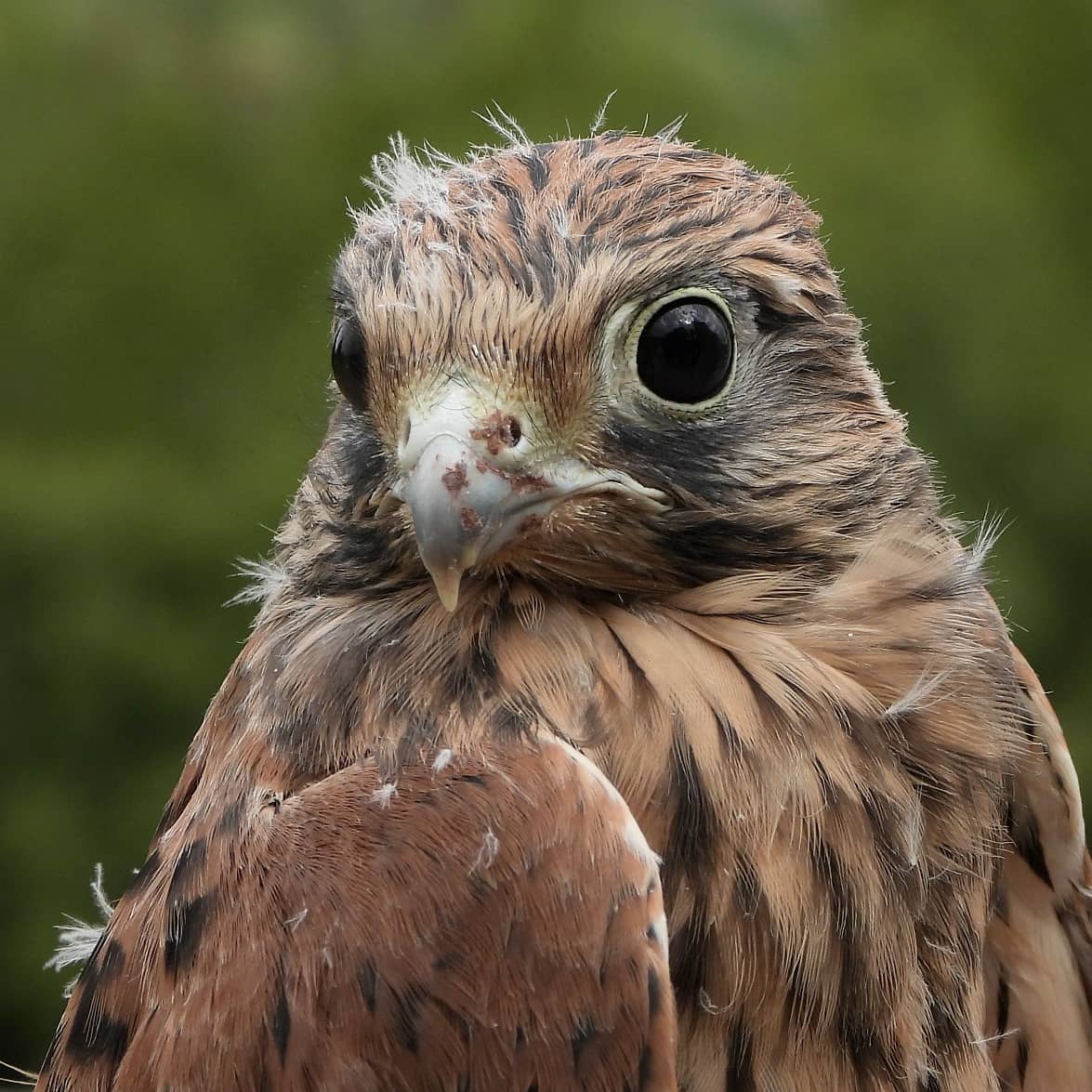 Nuestros cernícalos alzan el vuelo