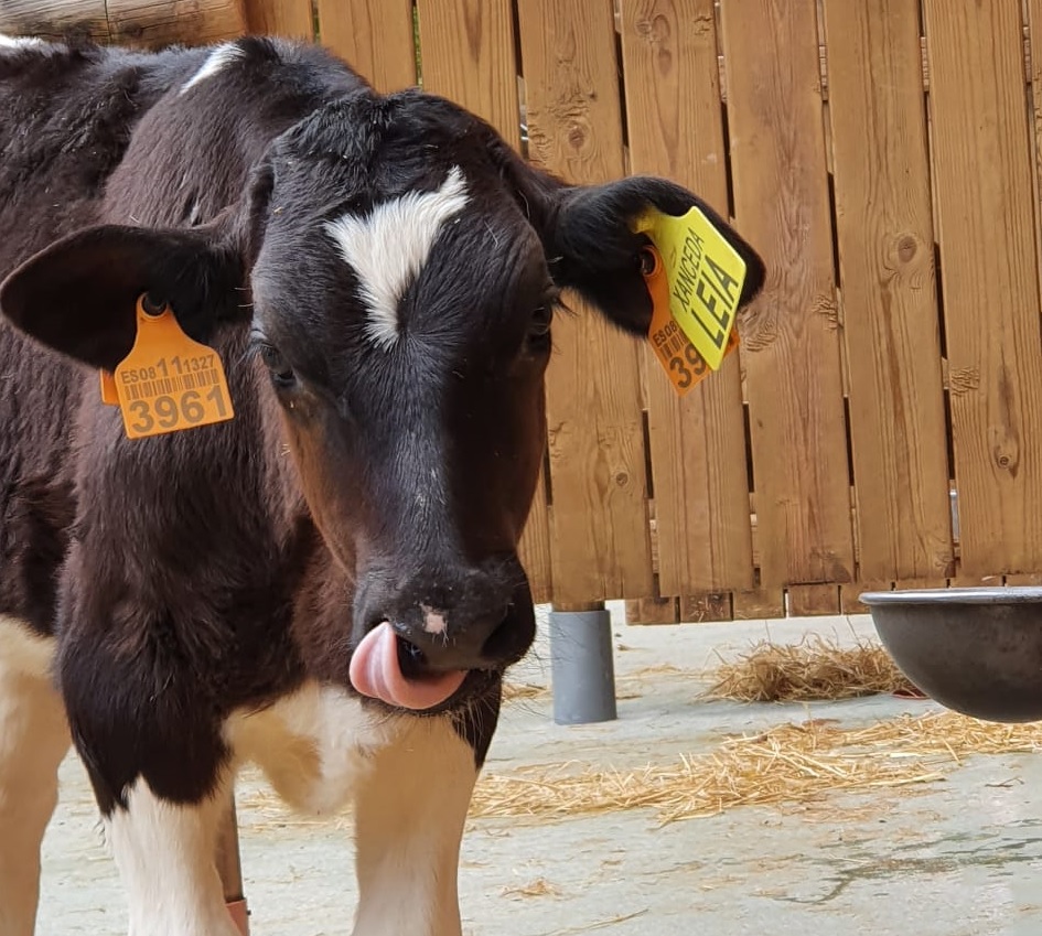  Bases del concurso: ¡Ni una vaca sin nombre! 