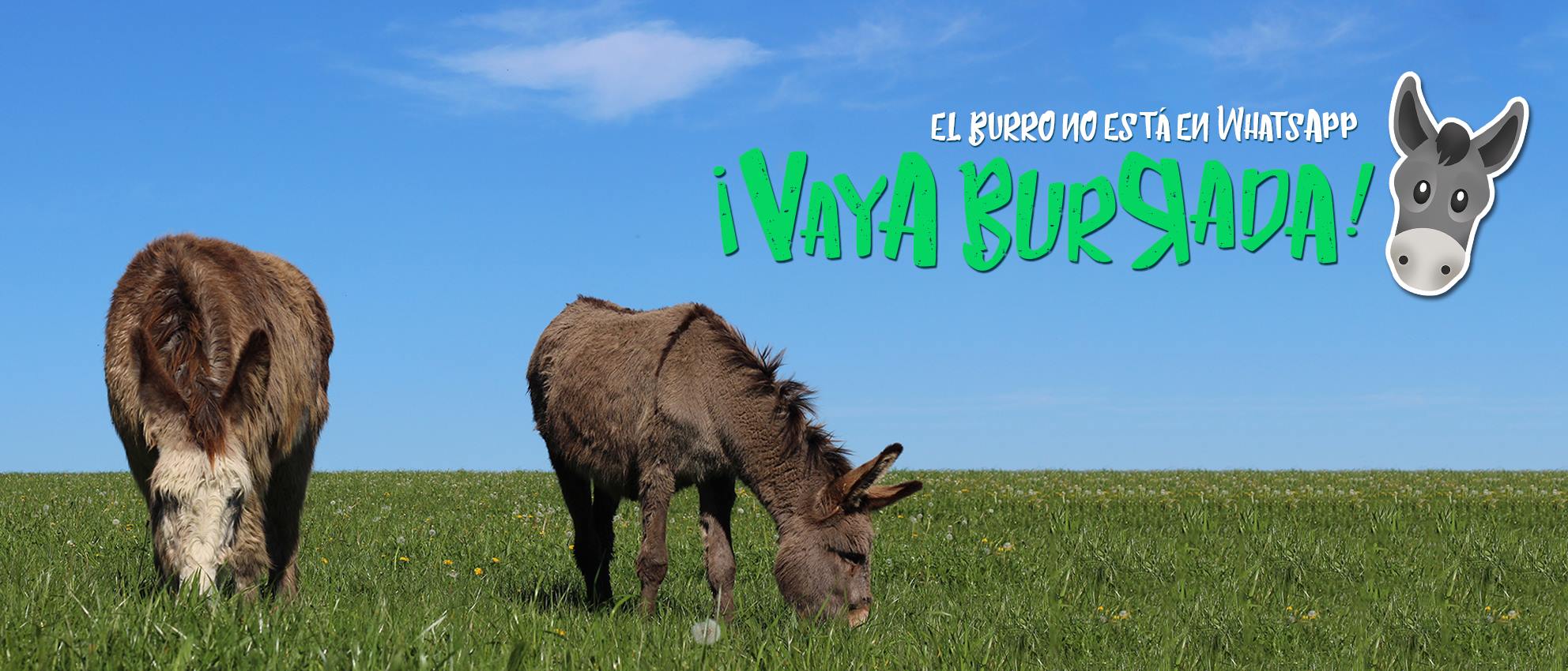 El burro no está en Whatsapp ¡Vaya Burrada!