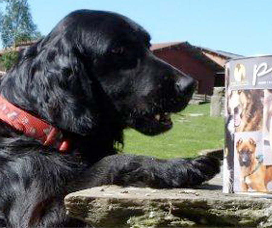 ¡Estamos colaborando con la protectora de animales Progape! 