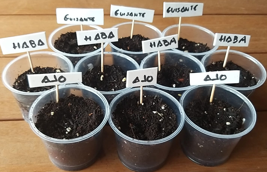 Cómo hacer un semillero con cosas que tengas por casa