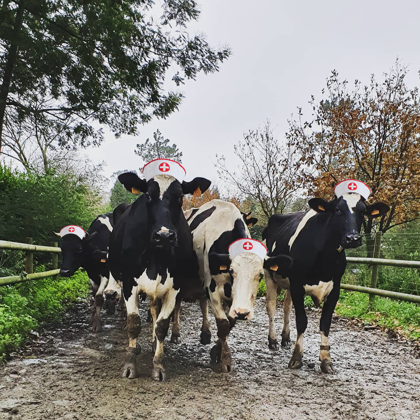 Un dato que seguro que no sabes: la vacunación es un asunto de vacas