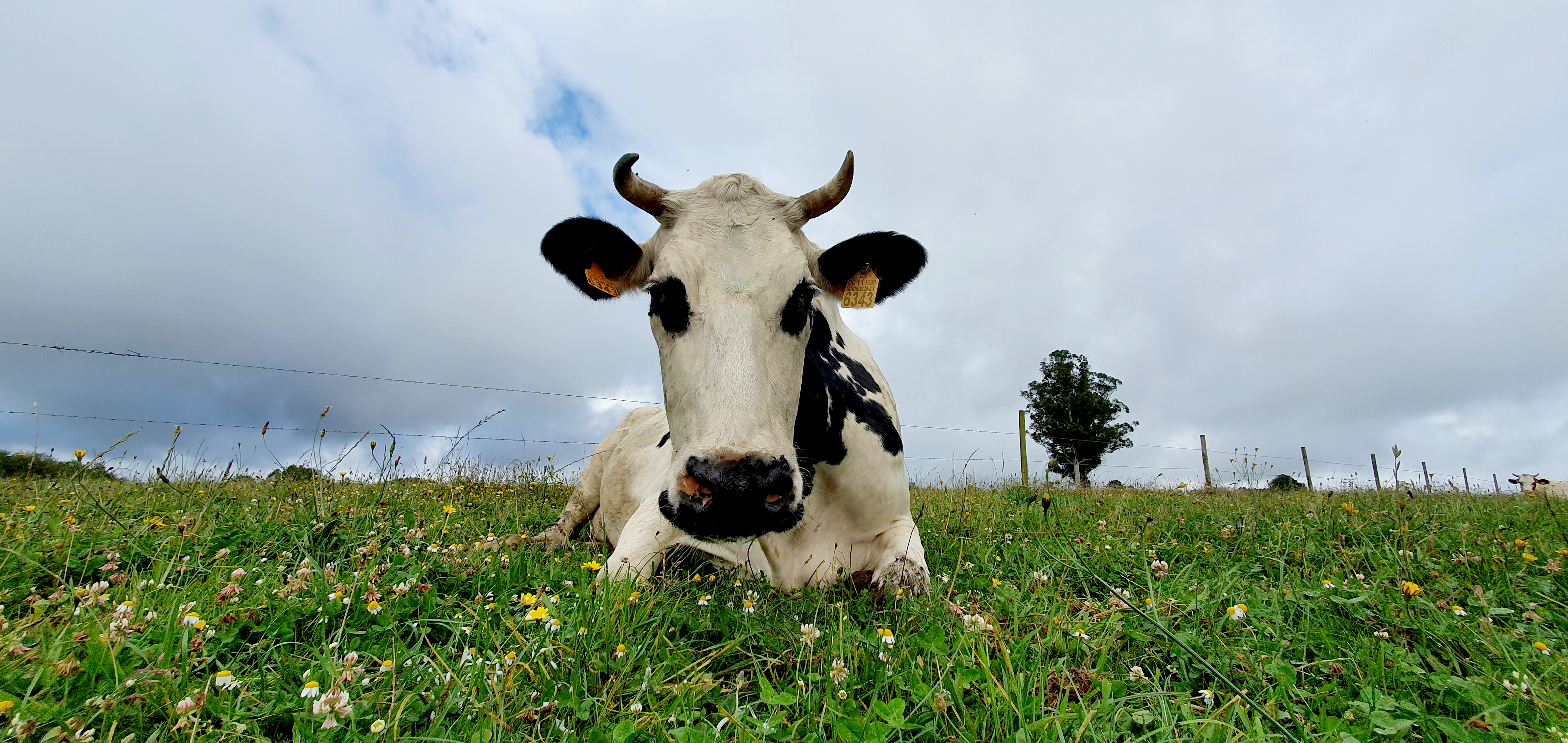 Nuestras vacas están más felices que nunca