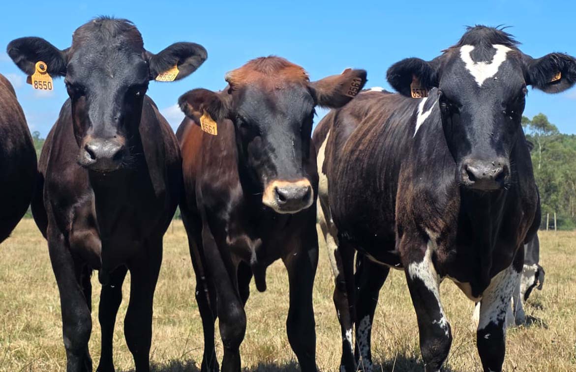 Jersey: unas vacas muUuy rurales