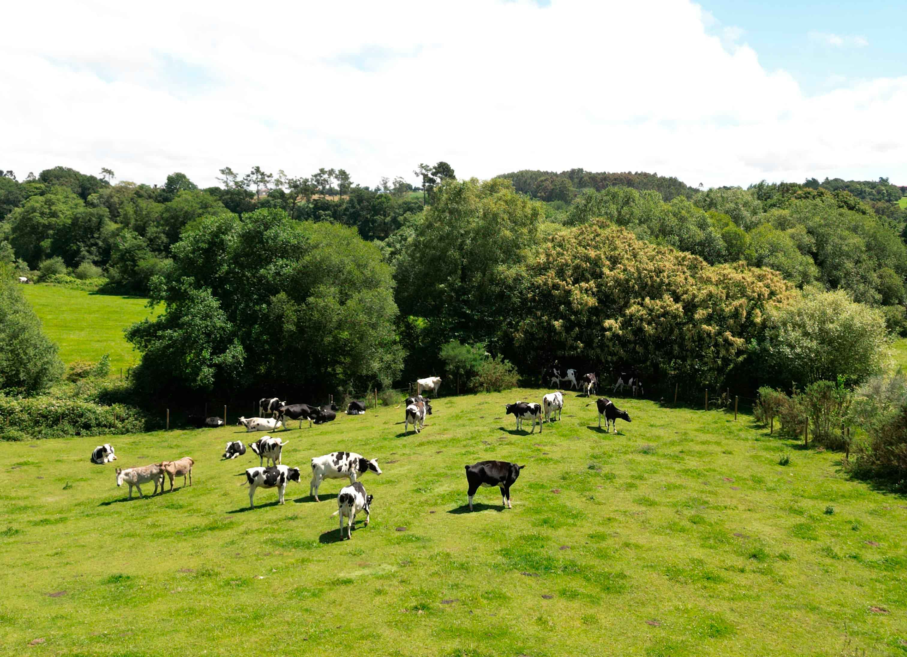 Vacas muUuy felices